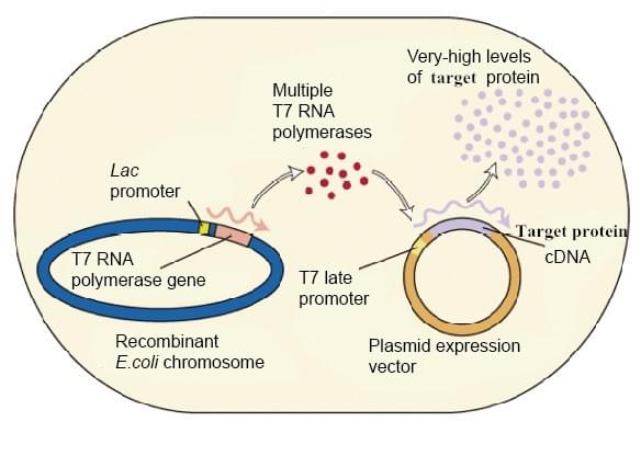 Plasmid Construction, Protein Expression And Purification - Creative ...