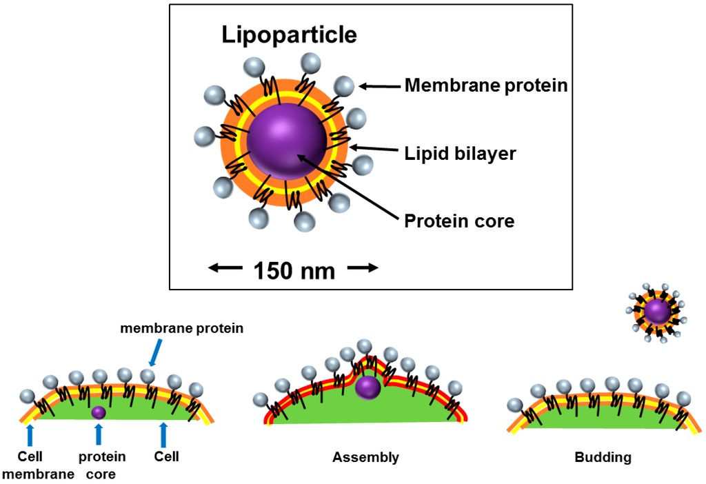 Mempro™ Plant-Based Virus-Like Particles Production - Creative Biostructure