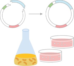  Construct Design & Expression Optimization