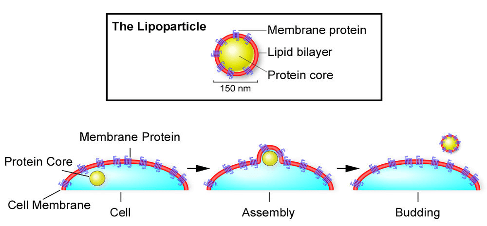 Mempro™ Virus Like Particles Vlps Creative Biostructure