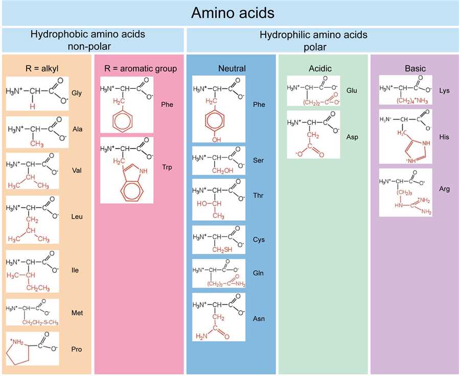 Amino Acid Properties And Structure Creative Biostructure