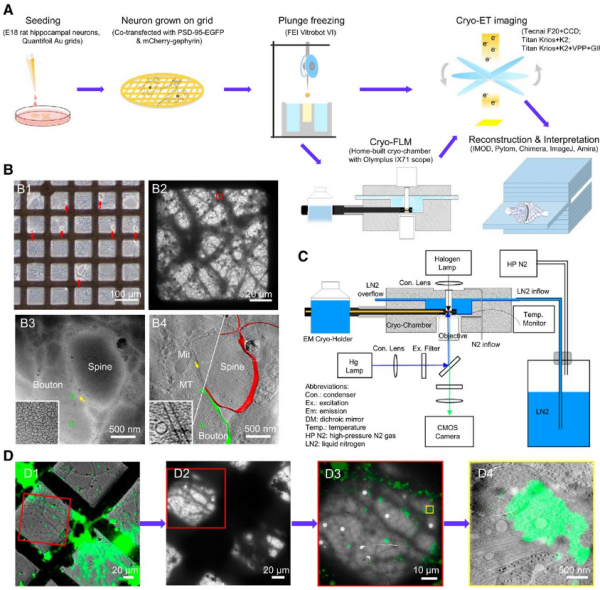 Researchers Decrypted the Black Box of Neuronal Synapses – Creative ...