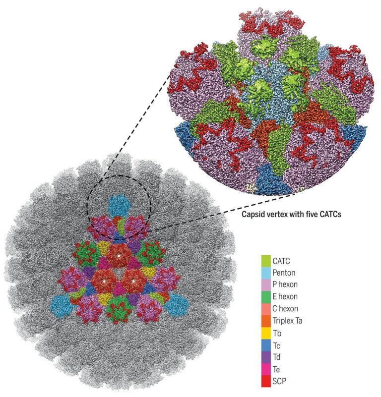 Three-Dimensional Structures Of The Herpesvirus HSV-1/HSV-2 Capsid ...