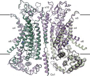 Ion Channel Structure – Creative Biostructure Blog