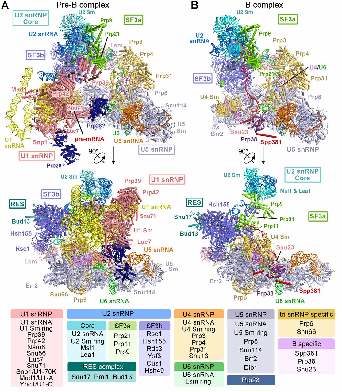 Revealed Structures of the Fully Assembled Spliceosome before ...