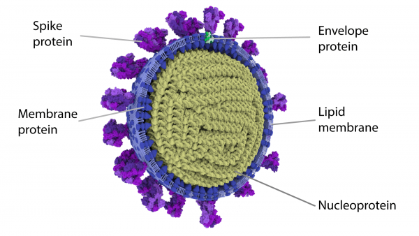 A Detailed 3D Model of SARS-COV-2 Created! – Creative Biostructure Blog