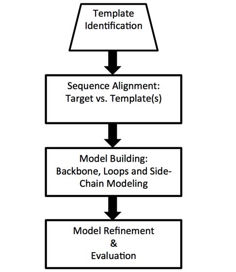 The Evolution of Protein Structure Prediction from Homology Modeling to AlphaFold