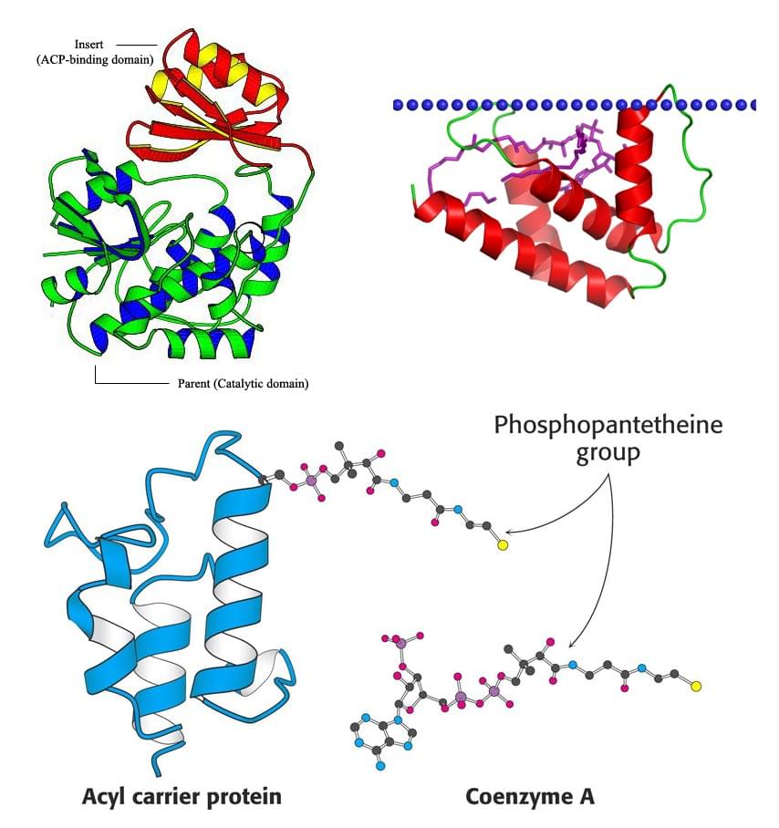 Custom MemPro™Acyl-CoA-binding Protein (ACBP)