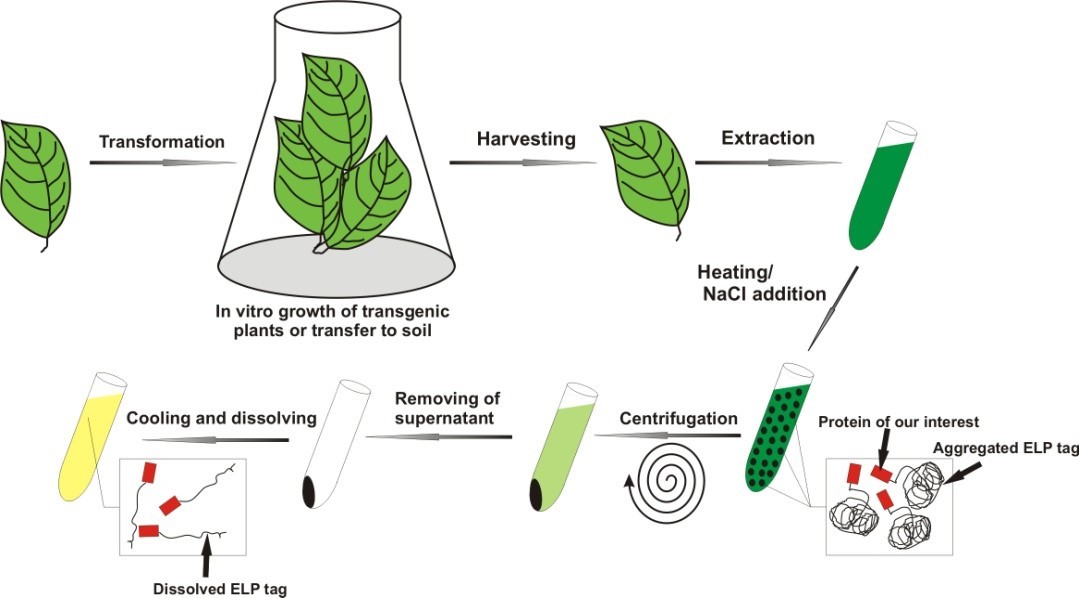 General process of purifying recombinant proteins from plants