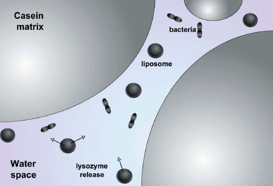 Figure 1. Antimicrobial lysozyme, which is encapsulated in the liposomes, targets to spoilage organisms in cheese. (M. R. Mozafari, et al., 2008)