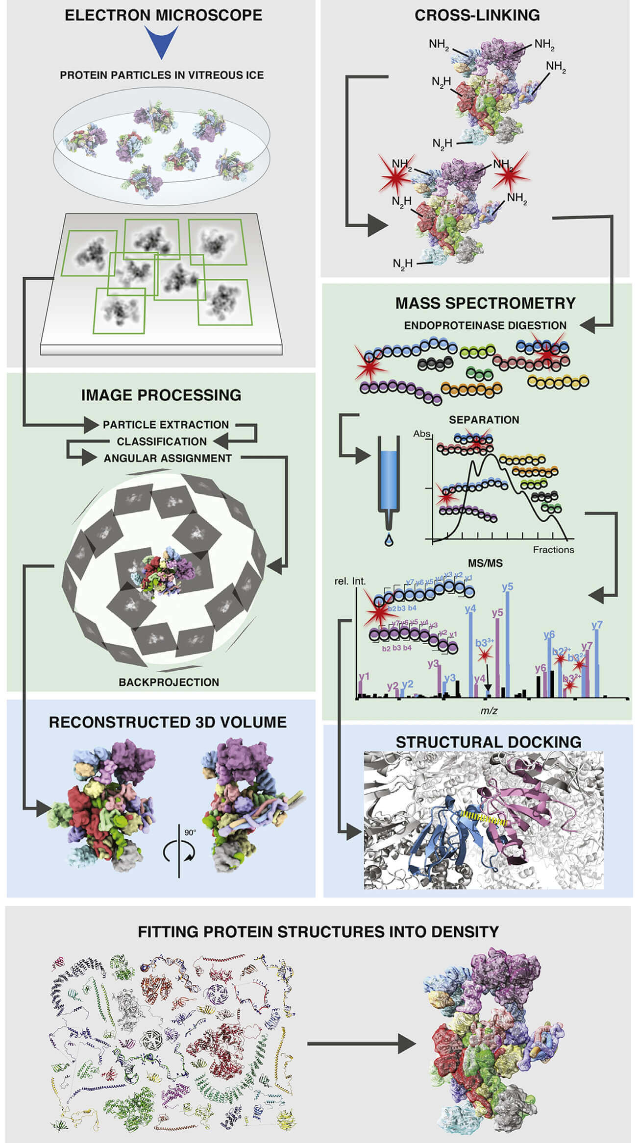 Combinational Applications of Cryo-EM and Mass Spectrometry