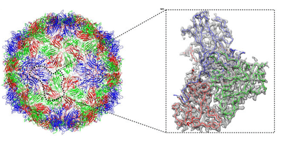  Atomic structures of Coxsackievirus A6 and its complex with a neutralizing antibody