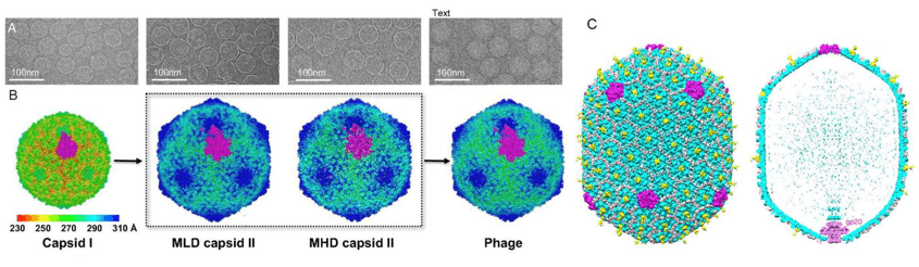 3D reconstructions of bacteriophages. (A) Cryo-EM images of capsid I, MLD capsid II, MHD capsid II, and phage T7. (B) Single-particle 3D reconstructions of bacteriophage T7. Threefold surface view of corresponding 3D reconstructions in A. The surfaces are colored by radius. One T = 7L asymmetric unit is highlighted in magenta. (C) Cryo-EM reconstruction of the T4 prolate head at 10 Å resolution. Cryo-EM density map of the T4 prolate head (gp23: cyan; gp24:magenta; Soc: pink; Hoc: yellow).
