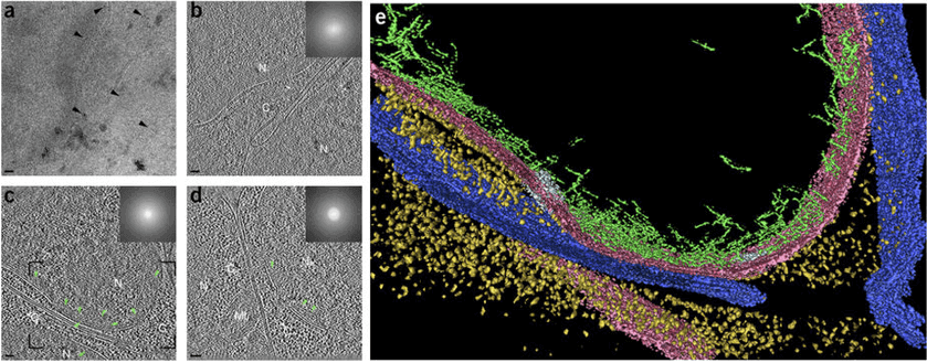 Cryo-ET of vitrified C. elegans embryos. (a) Cryo-ET image of a 0°-tilt projection showing individual fiducial gold markers (arrowheads) on the lamellar surface. (b) 4-nm tomographic slice recorded on an embryo overexpressing the native C. elegans lamin, at a defocus value of -6 μm. The final resolution was determined from the first zero of the contrast transfer function (CTF) and calculated to be 3.4 nm. (c,d) Tomographic slices (4 nm and 3.4 nm, respectively) acquired on embryos overexpressing the native C. elegans lamin (green arrowheads), with a defocus value of -16 μm. The final resolution was determined from the first zero of the CTF and calculated to be 5.6 nm for both tomograms. The power spectra for tomograms b-d were generated using the 0°-tilt projection images and are shown as insets. N, nucleus; C, cytoplasm; Mt, mitochondrion; asterisks indicate nuclear pore complexes. (e) Surface rendered view, generated using Amira 5.4.2, corresponding to the black-framed area in c. Dark blue, plasma membrane; pink, nuclear membrane; gold, ribosomes; light blue, nuclear pore complexes; green, filamentous structures adjacent to the inner nuclear membrane. Scale bars, 200 nm.