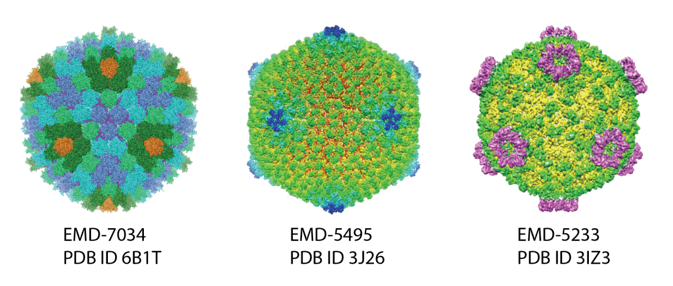 Examples of viruses determined by cryo-EM