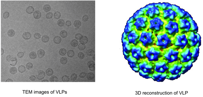 Characterization of virus-like particles by cryo-EM
