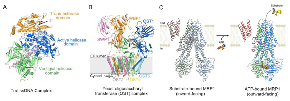 Cryo-EM structures of Protein-Ligand complexes. (A) Overall structure of the TraI:ssDNA complex. The protein is shown in ribbon representation color-coded orange, green, and blue for the transesterase, vestigial helicase, and active helicase domains, respectively, while the DNA is shown in stick representation color-coded in magenta. The linker region between the vestigial and active helicase domains is shown in light gray. (B) Cartoon representation of the yeast OST (oligosaccharyltransferase) structure. Ordered glycans are shown in stick representation. (C) Cryo-EM structure of ATP/Substrate-MRP1 (Multidrug Resistance Protein).