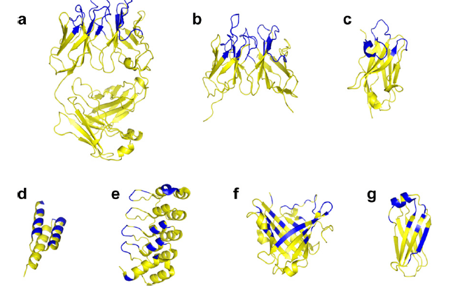 Chaperone platforms for membrane protein co-crystallization (yellow)  with depicted relative sizes and binding surfaces (blue)
