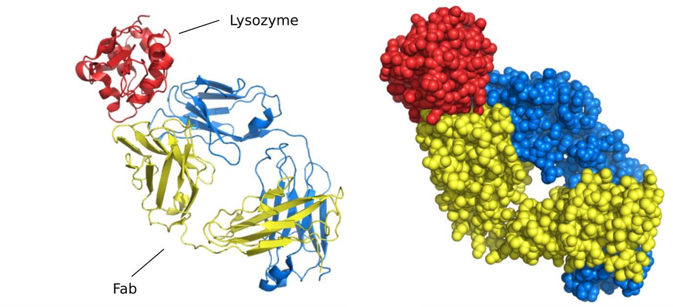 Figure 1. Structure of Fab fragment bound to lysozyme