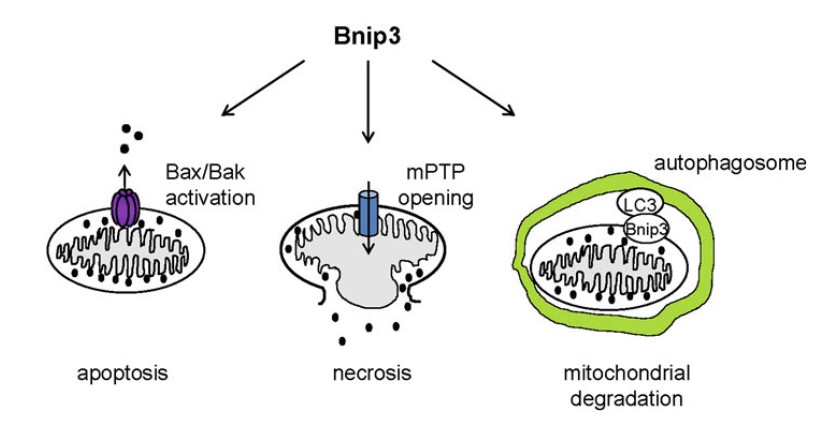 Custom MemProTM BCL2 Proteins
