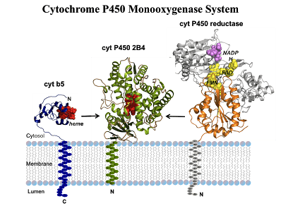 Custom MemPro™ Cytochromes P450 (CYPs)