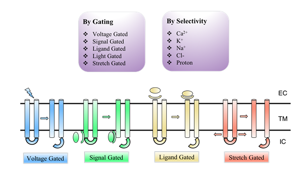 Different Ion Channel Gating Types