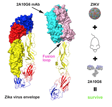 Zika Virus Envelope Protein with a Flavivirus Broadly Protective Antibody
