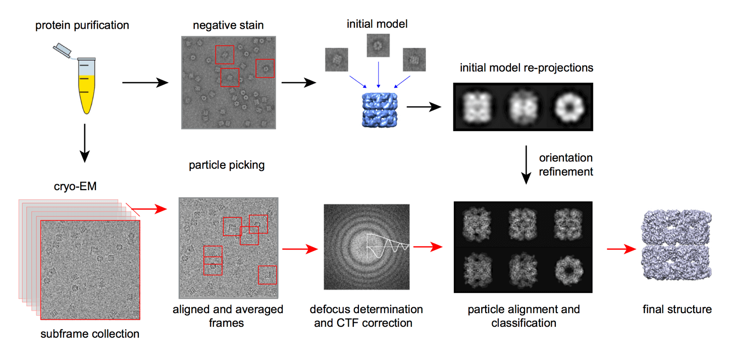 Figure 1. Workflow for single-particle reconstruction using EM.