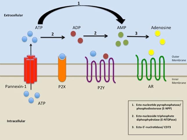 NPP role in Nucleotide catabolism