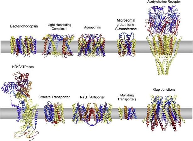Gallery of selected membrane protein structures determined  by electron crystallography