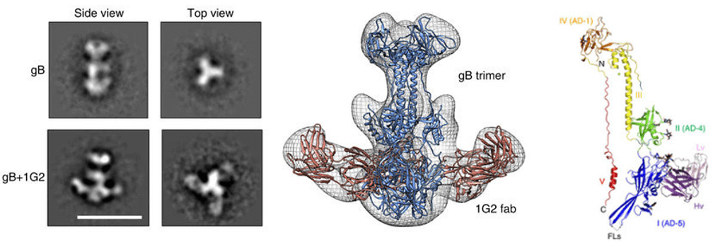 Figure 1. Epitope mapping by 3D-EM