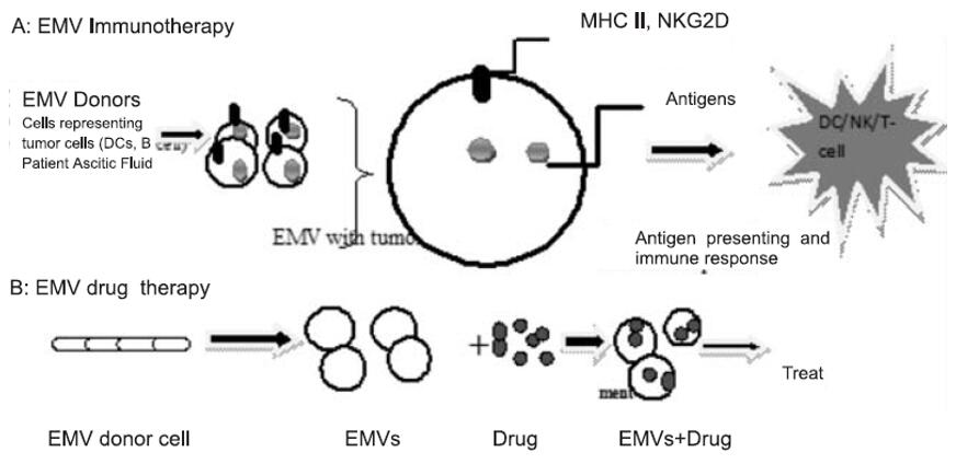 Extracellular membrane vesicle therapy (EMVs) A: EMV immunotherapy. Tumor antigen on the membrane surface from different sources was introduced in vivo to elicit targeted immune responses. B: EMV drug therapy. Drug packaged into/onto EMVs isolated from donor cells to minimize degradation and increase delivery to intended sites