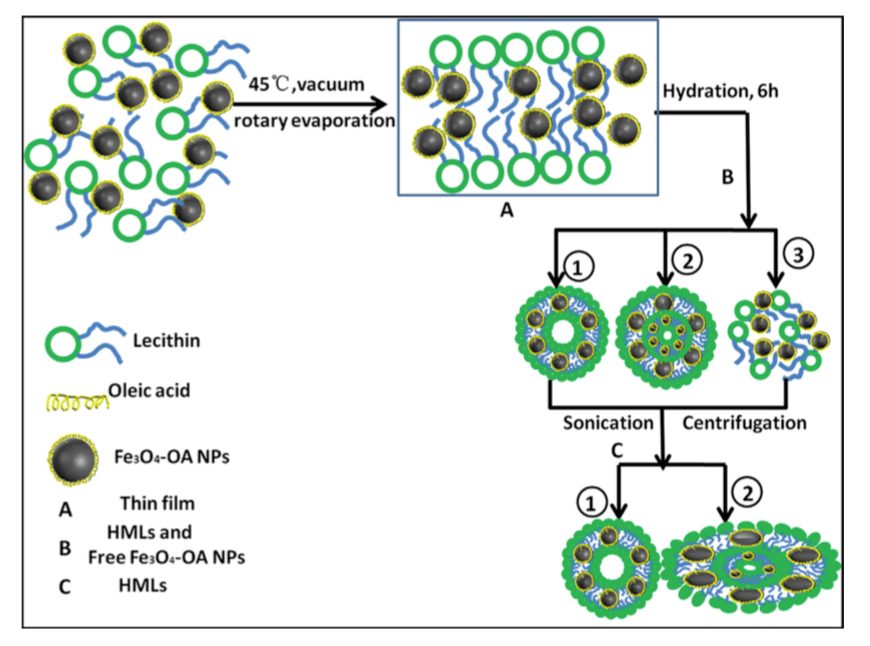 Figure 1. Functional liposomes for MR imaging were prepared by the thin film dispersing method, embedding with the hydrophobic magnetic nanoparticle. (L. Han and X. Zhou, 2016)