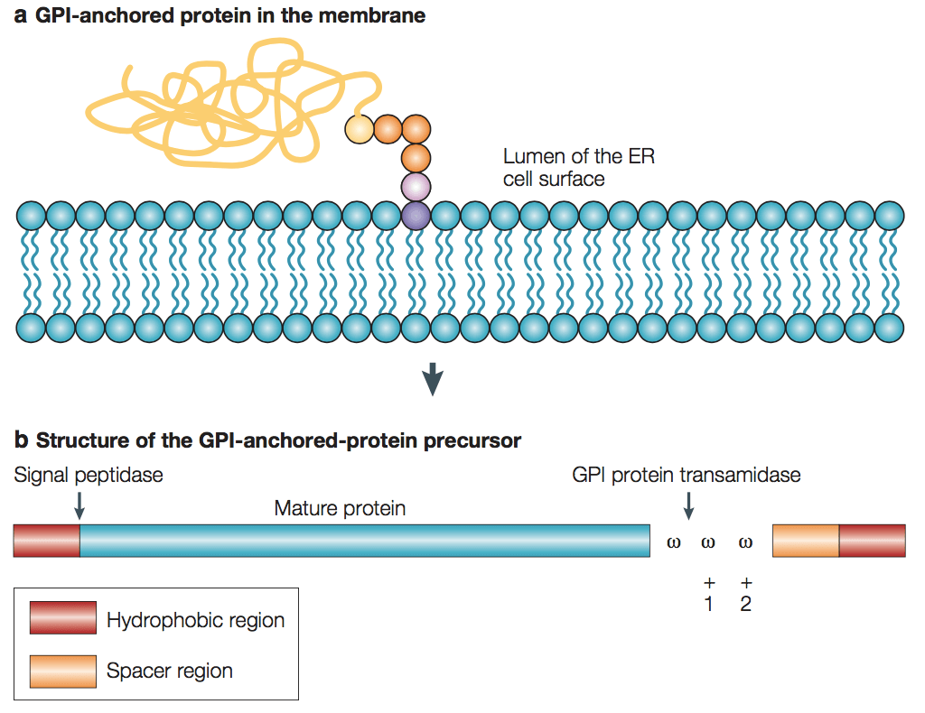Figure 1. GPI-anchored-protein precursor and anchor structure.
(Satyajit Mayor and Howard Riezman, 2004)

