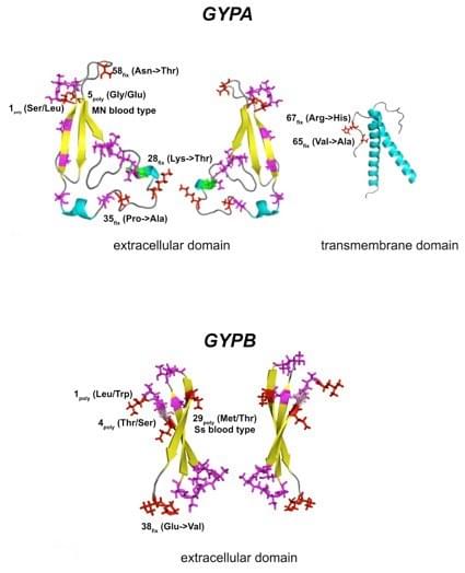 Glycophorin,Three dimensional model of glycophorins A (<em>GYPA</em>) and B