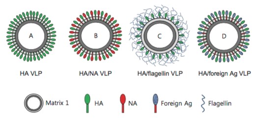 HA assay for Mempro™ Virus-like Particles (VLPs) Characterization 