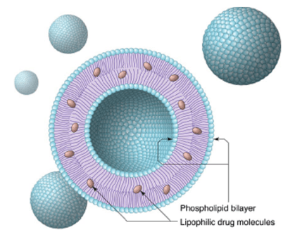 Unilamellar vesicular liposomes with incorporated lipophilic drug