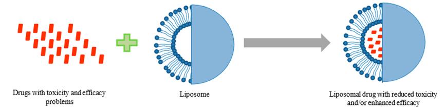 Schematic representation showing the advantages of formulating drugs in liposomes.
