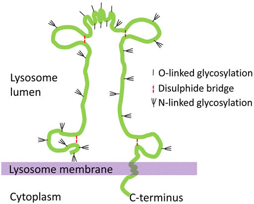 Custom MemPro? Lysosome-Associated Membrane Glycoprotein (LAMP)