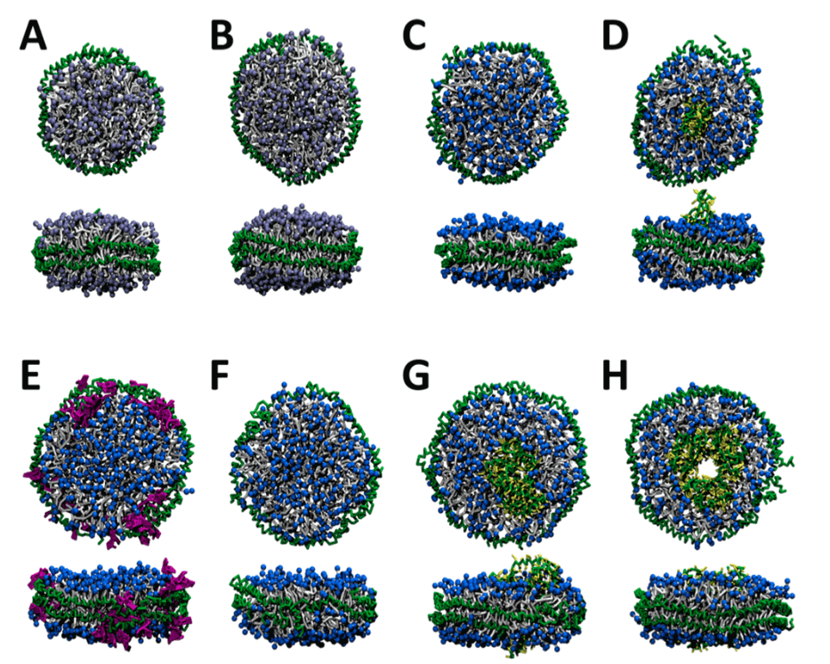 Figure 1. Representative structures from the molecular dynamics simulations of nanodiscs composed of a variety of MSPs and phospholipids. (Journal of Chemical Theory and Computation, 2015)