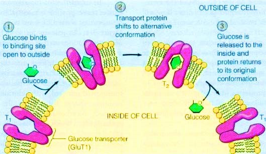 glucose transporter