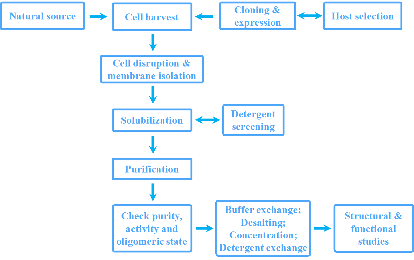 Figure 1. Workflow for membrane protein production and  characterization