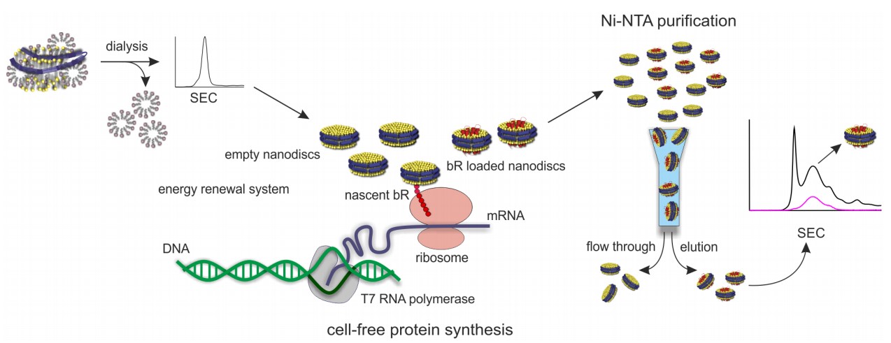 Mempro™ Cell-free System for Membrane Proteins Reconstituted in Nanodisc