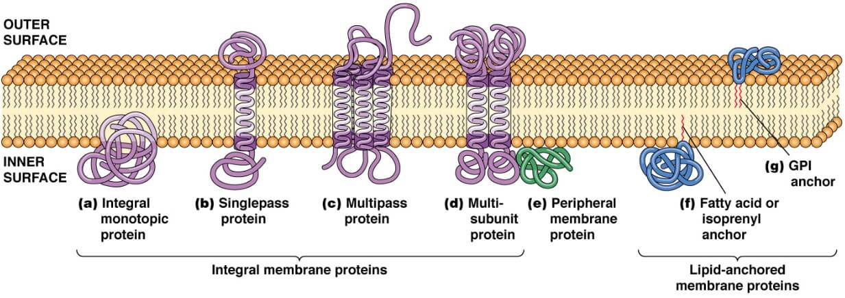 Custom Membrane Protein Production - Creative Biostructure