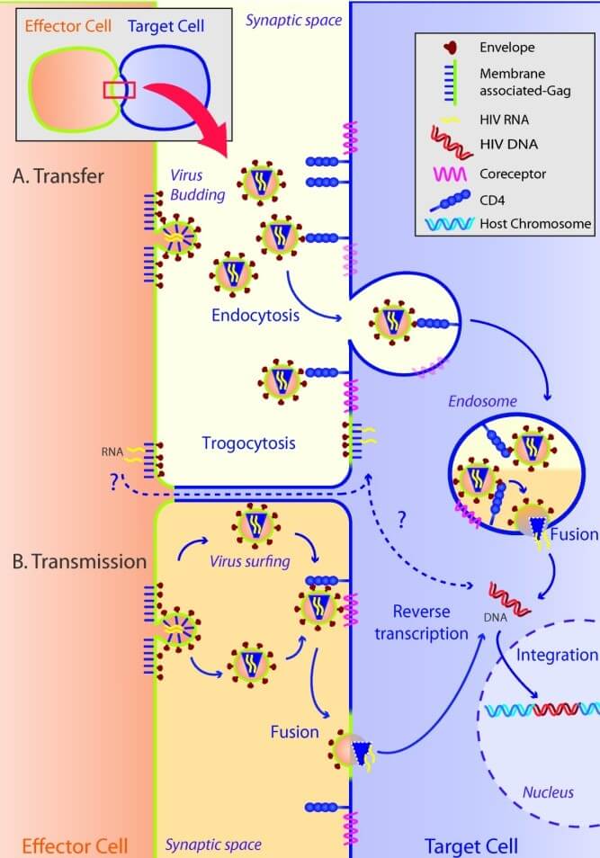 Mempro™ Human Immunodeficiency Virus (HIV) for Virus-like Particles (VLPs) 