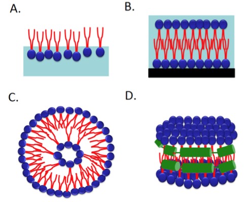 Mempro™ Nanodisc as Model Membranes
