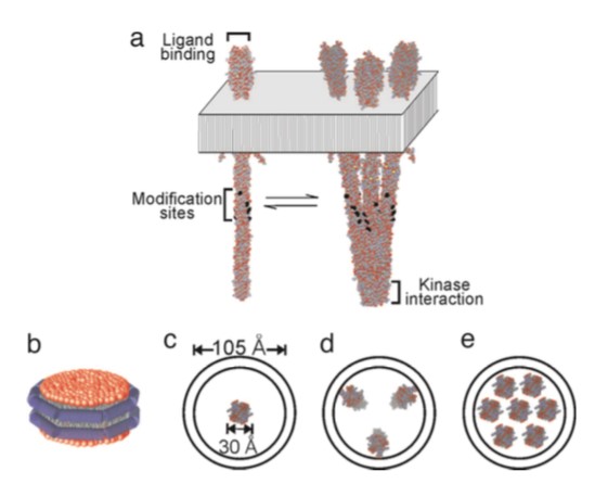 Mempro™ Nanodisc for Ligand-binding Studies