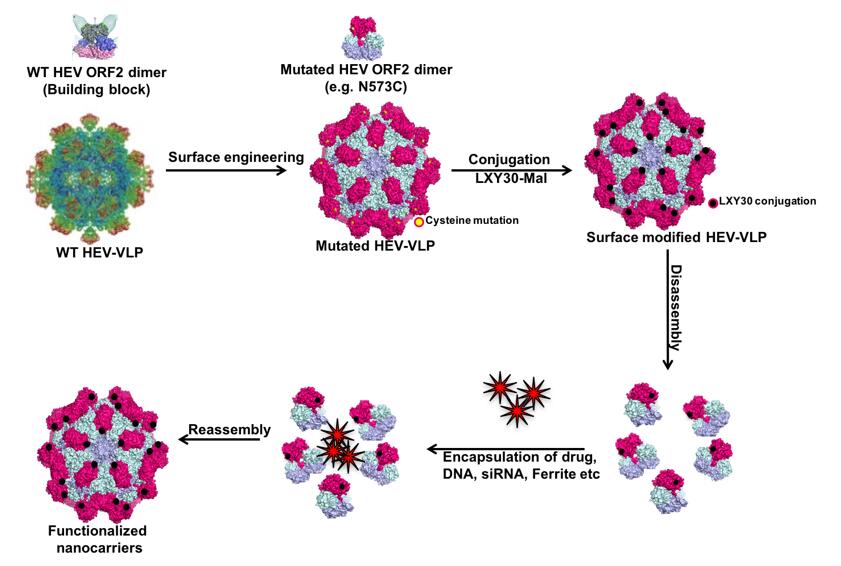 Mempro™ Virus-like Particles (VLPs) as Delivery Systems