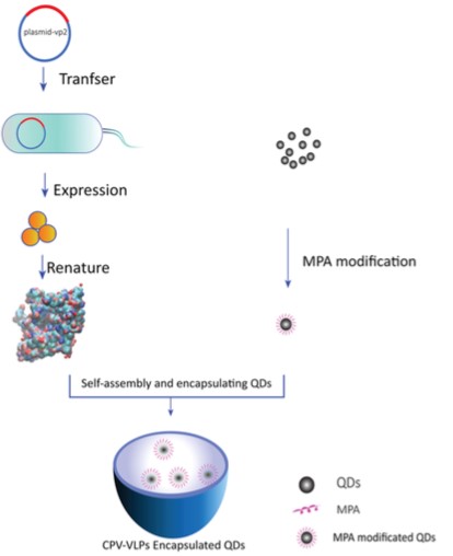 Mempro™ Virus-like Particles (VLPs) in Bioimaging