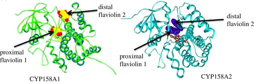 Mempro™ Cytochrome P450 Production Using Virus Like Particles System Creative Biostructure